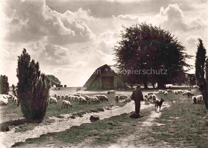 Schaeferei Sheperding Bergerie-- Schafstall Wilsede