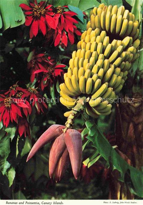 Bananen Bananas Bananes-- Islas Canarias