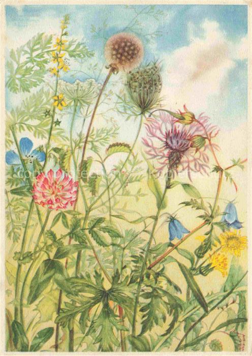 SCHNEEGANS Marianne (1904-1997) Kuenstlerkarte Wiesenblumen Muenchen