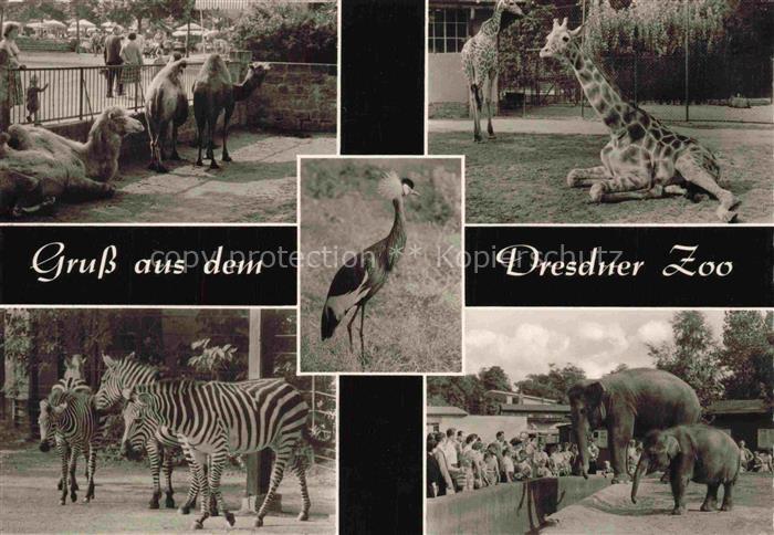 Zoo Gardin Zoologique-- Dresden Elefanten Zebras Kamele