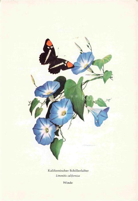 Blumen Flowers Fleurs Kalifornischer Schillerfalter Winde Voegel Schmetterling
