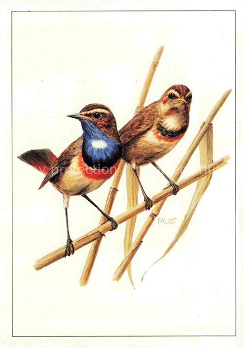 Voegel Birds Oiseaux Uccelli Pajaros-- Blaukehlchen