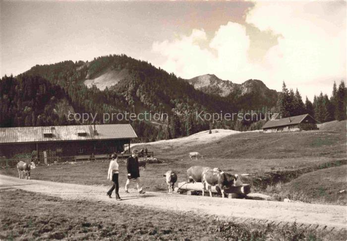 Kreuth Tegernsee Schwarzentenn-Alm Alm Kuehe Berglandschaft Huette Wald Berge Ki