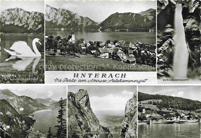 Unterach Attersee Oberoesterreich AT Attersee Schwan Hoellgebirge Burggrabenklam