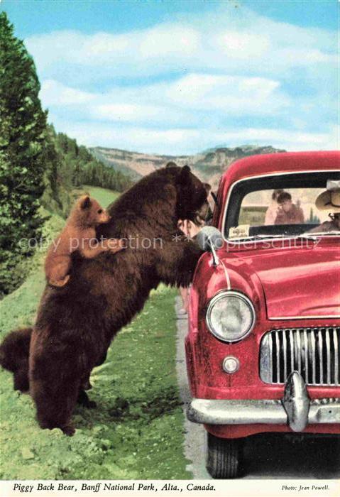 Banff National Park Alberta Canada Rocky-Mountain-Black-Bear Baer Baerjunges Aut