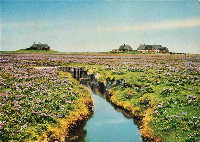 Groede Hallig Nordfriesland d Schleswig-Holstein Bondestave Statice-limonium Blu