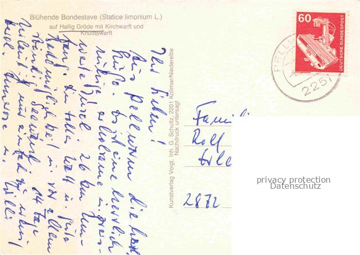 Groede Hallig Nordfriesland d Schleswig-Holstein Bondestave Statice-limonium Blu – Bild 2