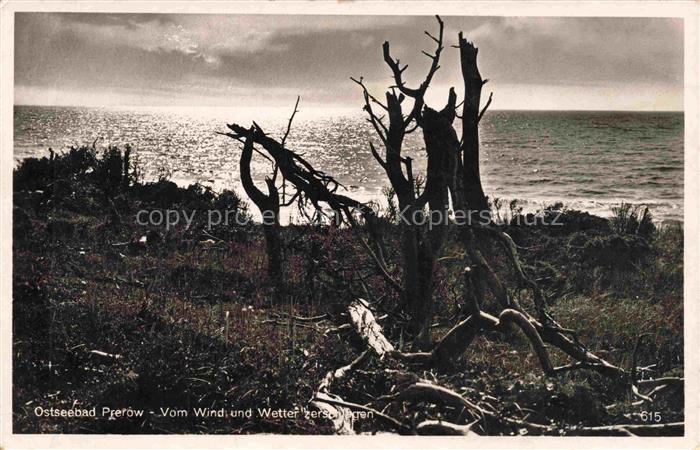 Prerow  Ostseebad Darss Mecklenburg-Vorpommern Ostsee Windfluechter abgestorbene