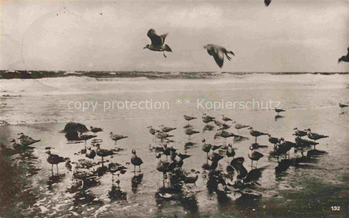 WANGEROOGE Wangeroog Nordseebad Moewen Strand Wellen Nordsee Voegel nasser-Sand