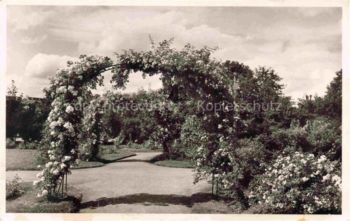 Zweibruecken Pfalz Rosengarten Rosenbogen Rosen Park Weg Blumen Garten