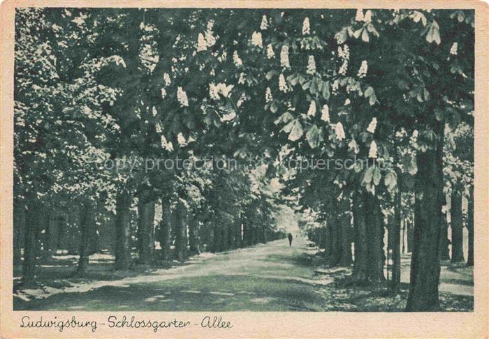 LUDWIGSBURG  BW Schlossgarten-Allee Kastanienallee Baeume Blueten Park Spazierwe