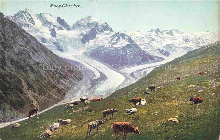 Gletscher Ferner Glacier Glaciar Ghiacciaio-- Morteratsch Roseg Kuehe Schweiz Su
