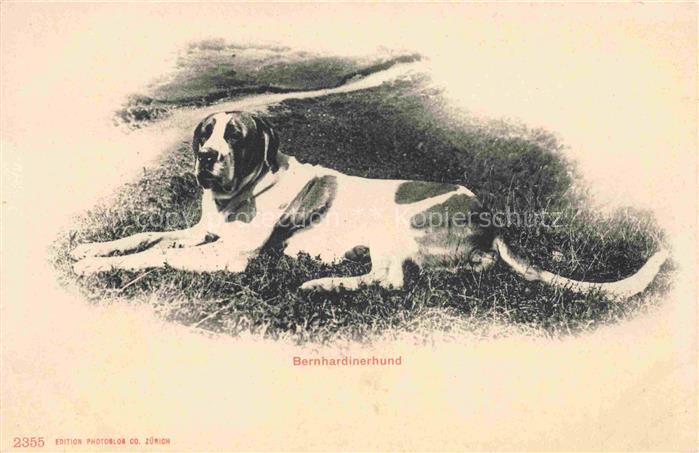 Bernhardiner Hund Dog Chien