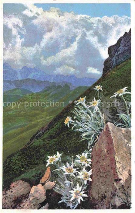 Photochromie Verlag Photochromie Nr. Serie 548 Nr. 1225 Leontopodium alpinum