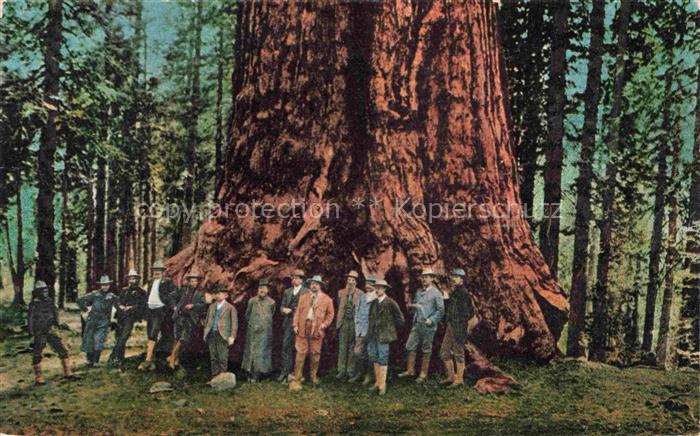 Baeume Trees Arbres Arboles Wald Maenner