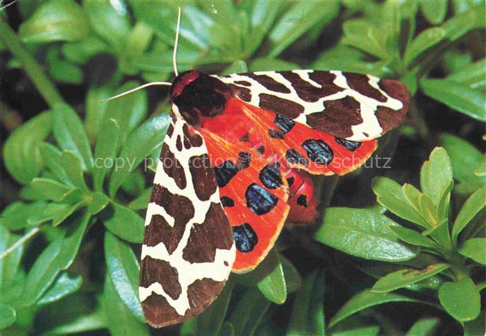 Schmetterlinge Butterflies-- Brauner Baer