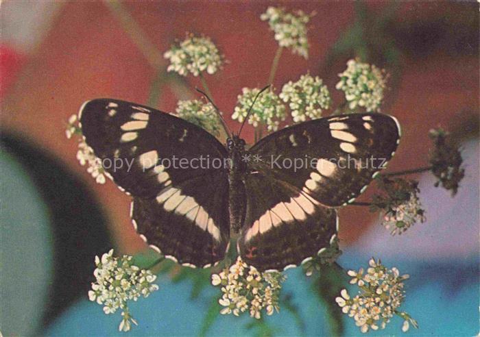 Schmetterlinge Butterflies-- Spendenkarte kleiner Eisvogel