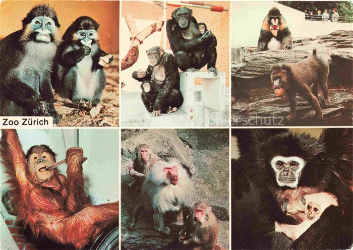 Zoo Gardin Zoologique-- Zuerich Affen Blaumaul Meerkatzen Schimpansen Mandrill P