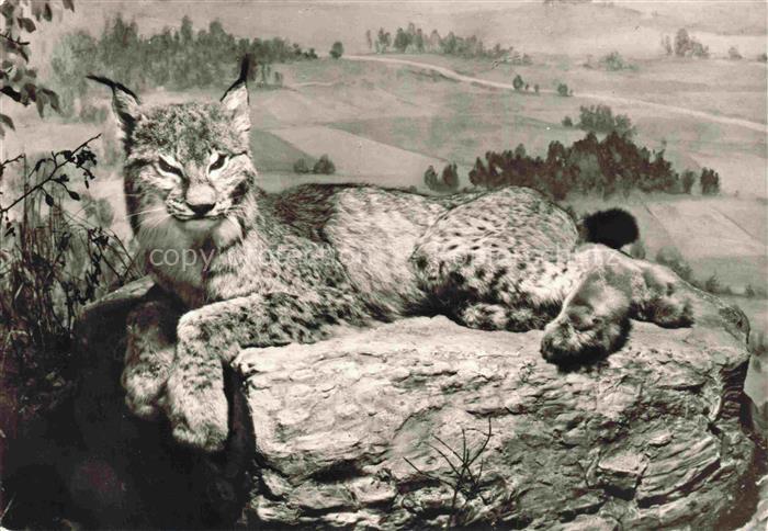 Luchs Lynx Lince-- Am Reussenstein Stuttgart Schloss
