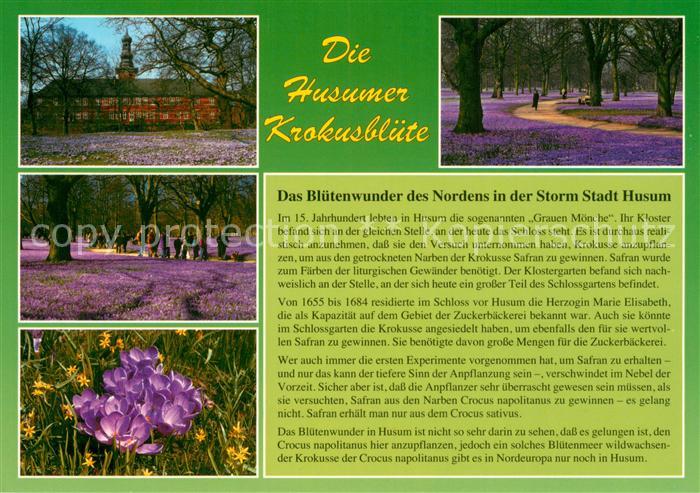 Husum  Nordfriesland Husumer Krokusbluete