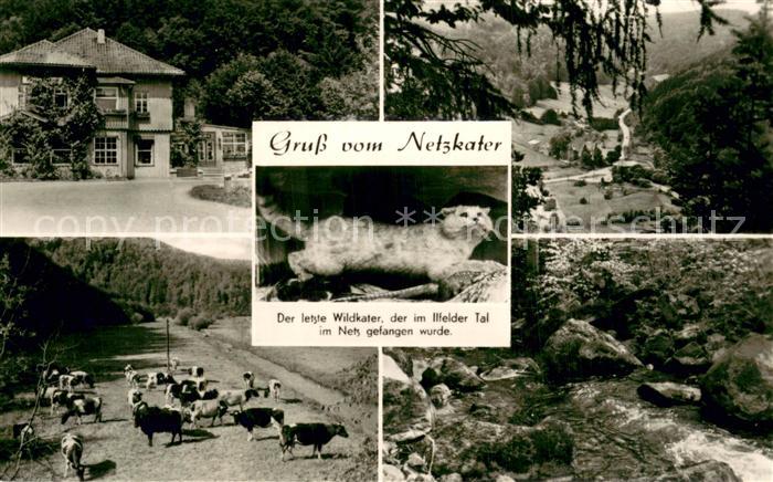 Netzkater Hotel Netzkater Rinderherde Letzter Wildkater Panorama