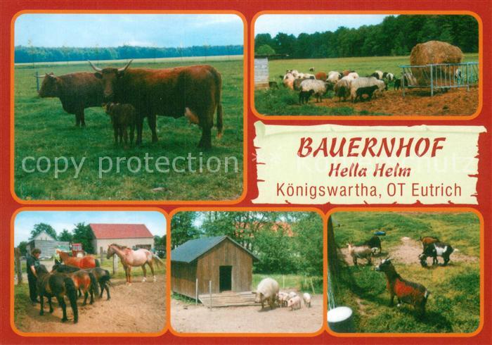 Koenigswartha Bauernhof Hella Helm Rinder Schafe Pferde Schweine Ziegen