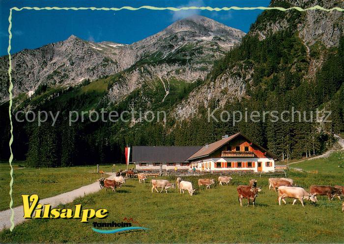 Vilsalpsee Alm Wirtschaft Vilsalpe Almwieh Kuehe