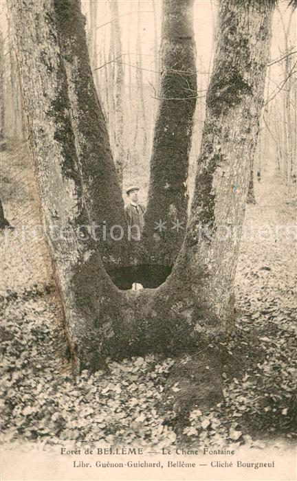 Belleme 61 Foret - Le Chene Fontaine
