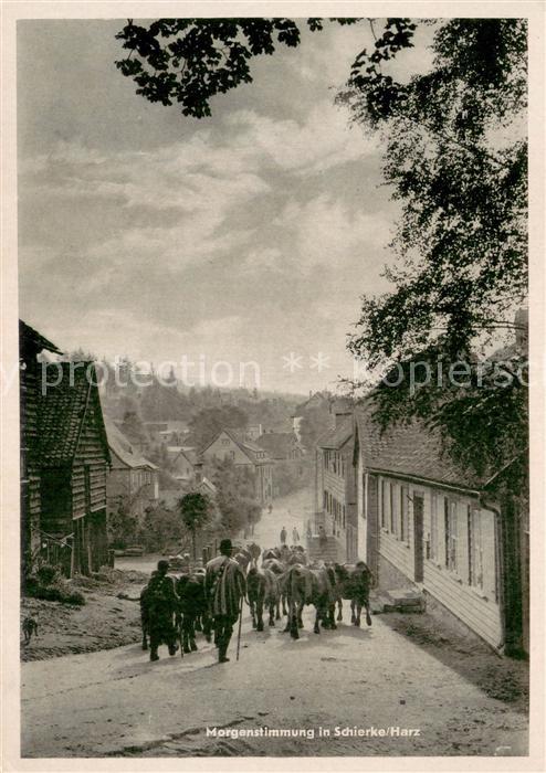 Schierke Harz Viehaustrieb am Morgen