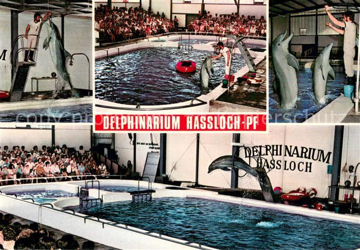 Delfine Delphine Dolphins Dauphins Delfines Delphinarium im Holiday Park