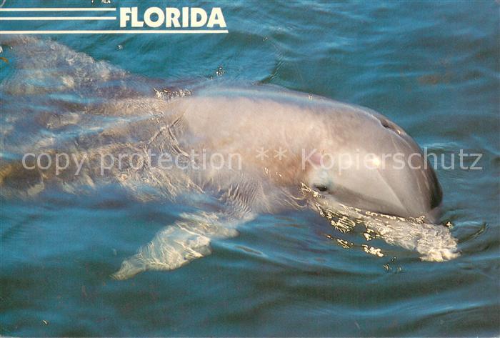 Delfine Delphine Dolphins Dauphins Delfi Florida