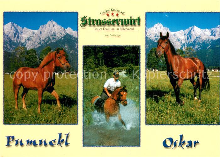 Pferde Strasserwirt Pumuckel Oskar