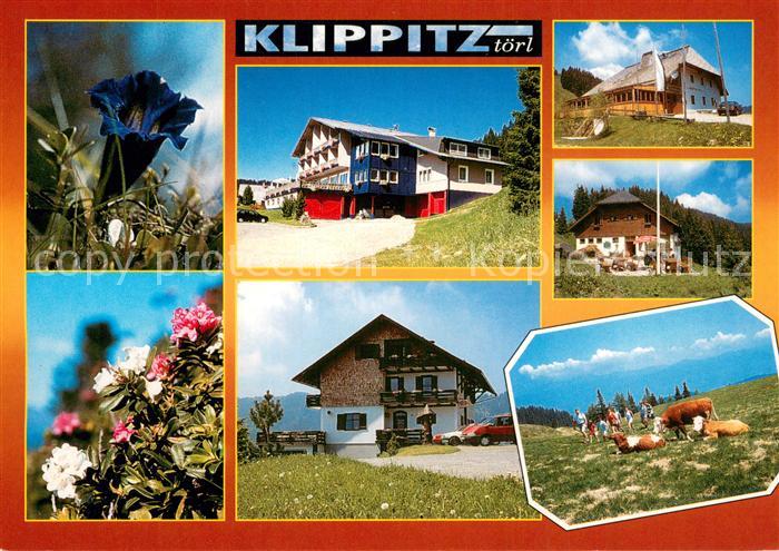 Klippitztoerl Teilansichten Alpenflora Almvieh