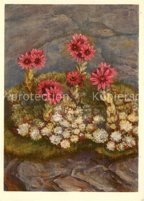 Blumen Crassulaceae Spinnwebige Hauswurz