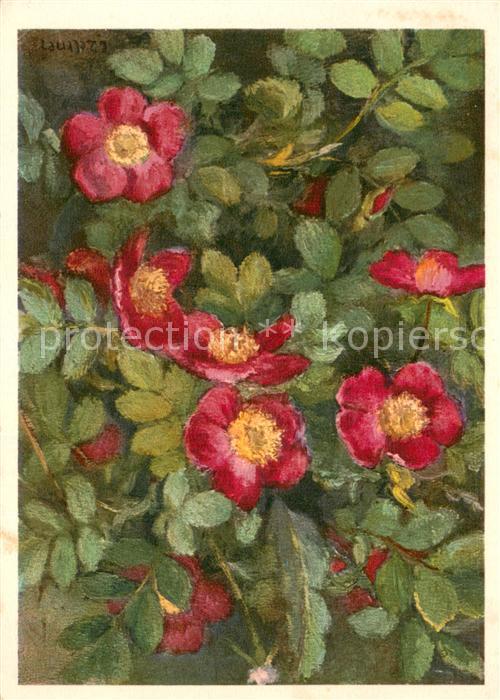 Blumen Rosaceae Alpen Heckenrose