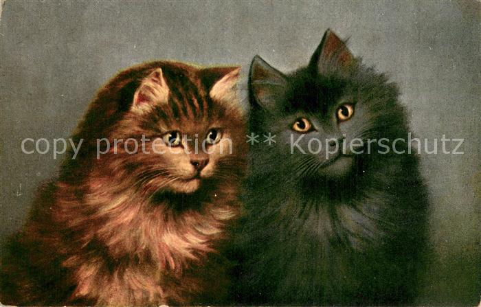 Katzen Katzen