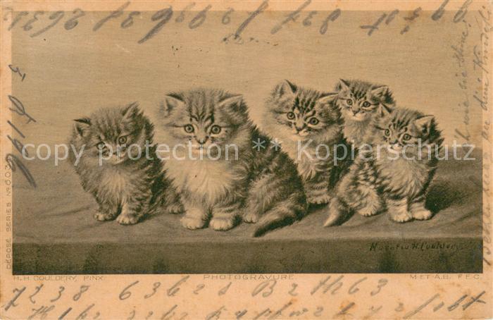 Katzen Foto
