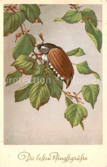 Maikaefer Cockchafer Hanneton Pfingstgruesse