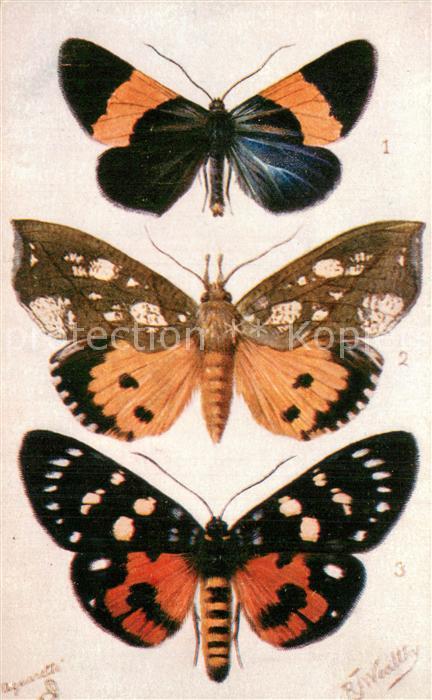 Verlag Tucks Serie Schmeterlinge