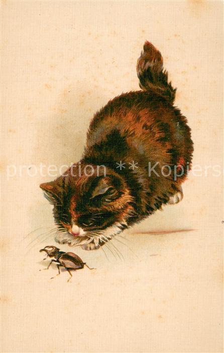 Maikaefer Cockchafer Hanneton Katze mit Maikaefer Litho