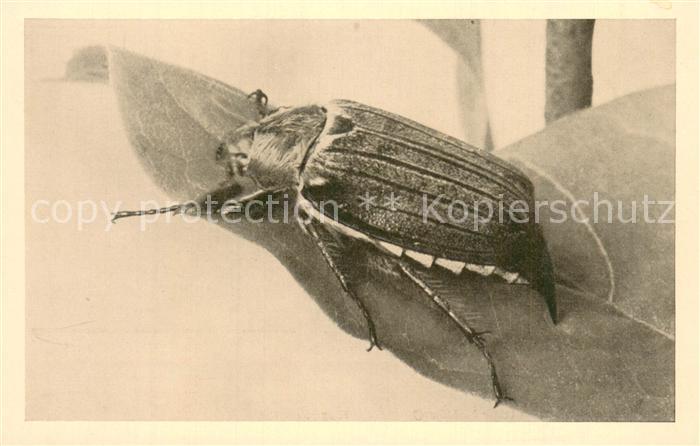 Maikaefer Cockchafer Hanneton Maikaefer auf Blat