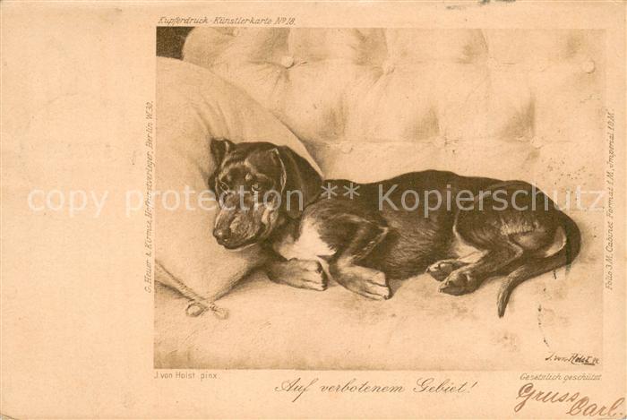Dackel Dachshund Teckel Hunde dogs Chiens Cani Dackel Auf verbotenen Gebiet