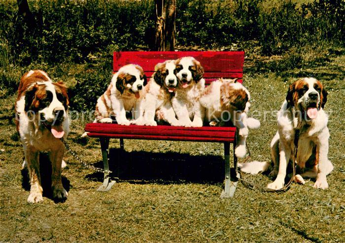 Hunde Bernhard Zwinger