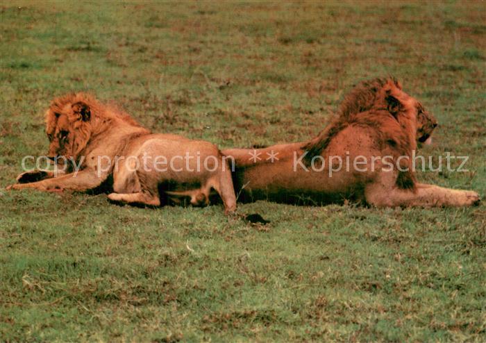 Loewe Serengeti Steppe Transania