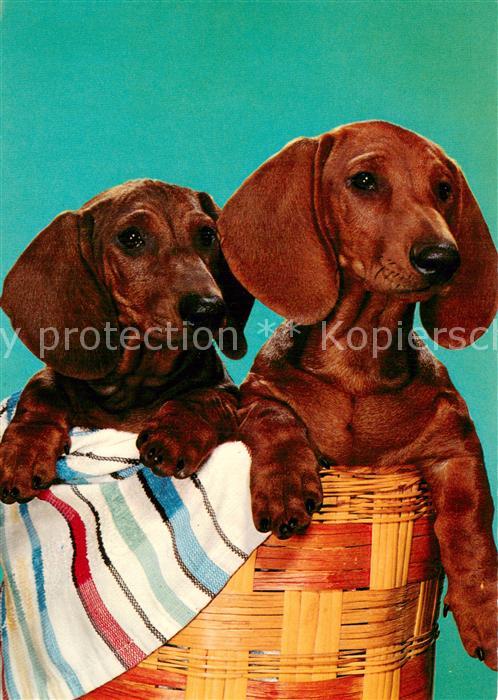 Dackel Dachshund Teckel Hunde dogs Chiens Cani Dackeln in Korb