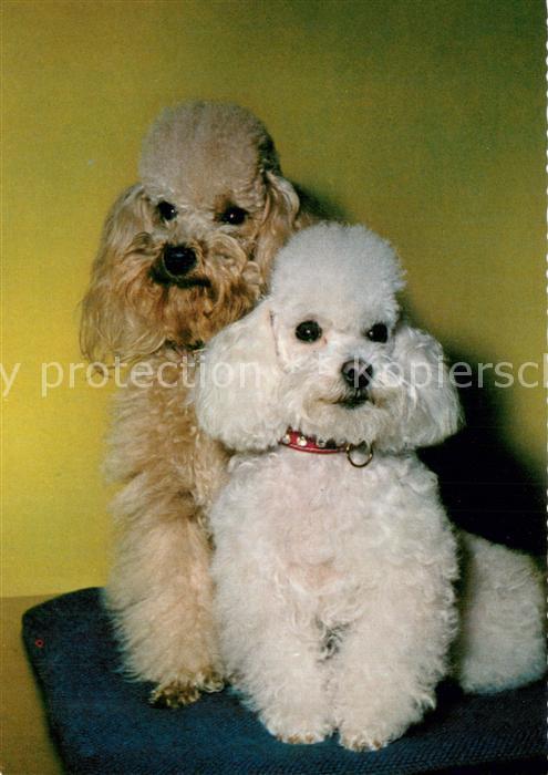 Hunde Pudel