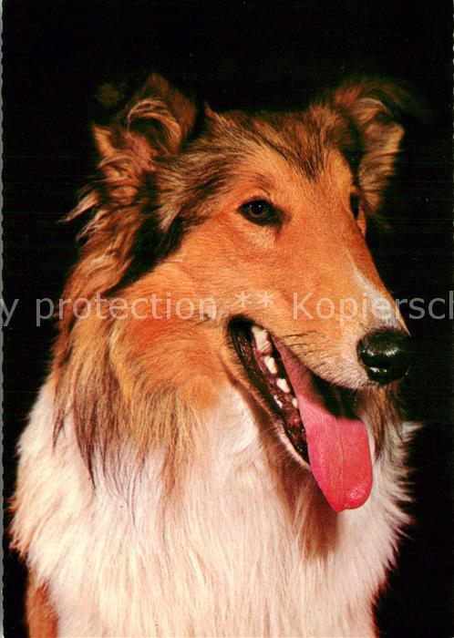 Hunde Cillie