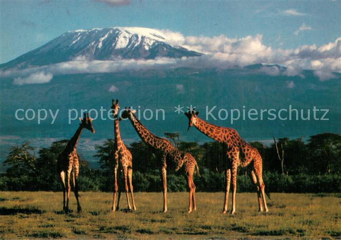 Giraffe Kliimandscharo Kenia