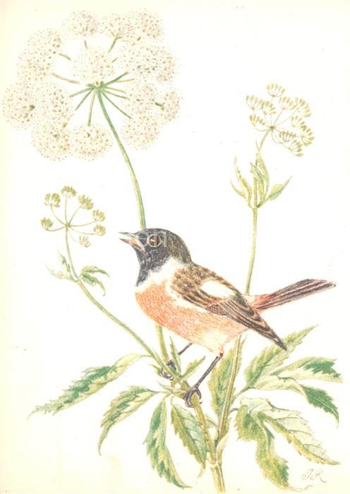 Voegel