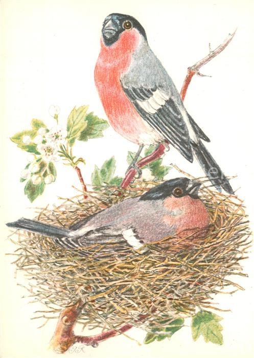 Voegel m Nest Litho
